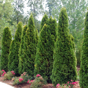 Screening Plants for Arkansas Landscapes - Good Earth Garden Center