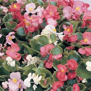 All About Begonias - The Good Earth Garden Center