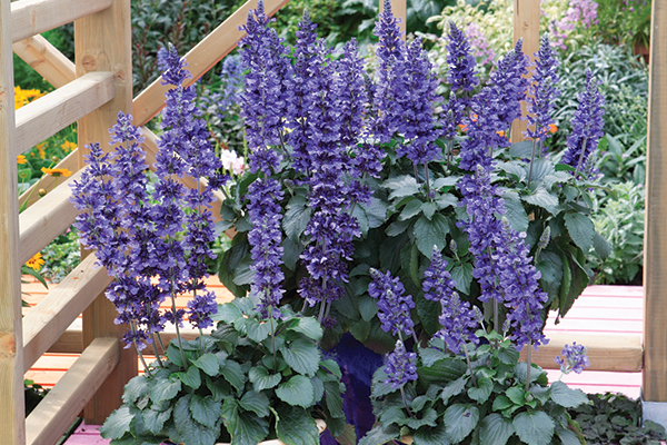 Mystic Spires Blue is a hot perennial salvia  Mississippi State University  Extension Service