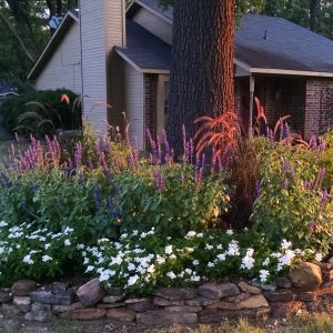 Why I Love Mystic Spires Salvia - The Good Earth Garden Center