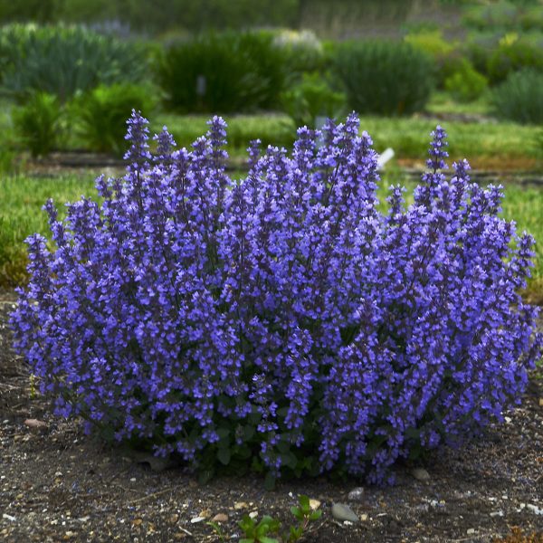 New Perennials for 2019 - Good Earth Garden Center