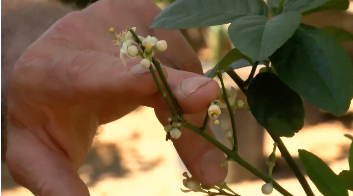 Growing Citrus Trees in Arkansas - The Good Earth Garden ...