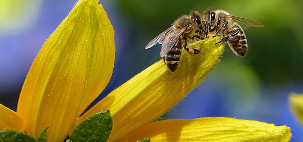 What is a Pollinator?