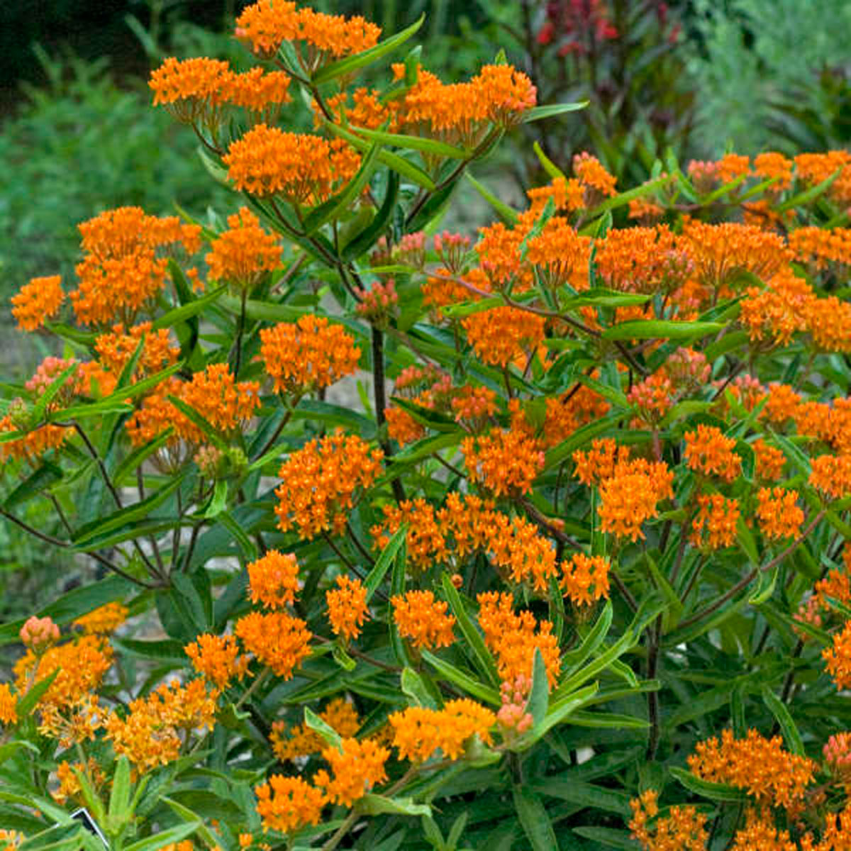 Butterfly Weed In Garden