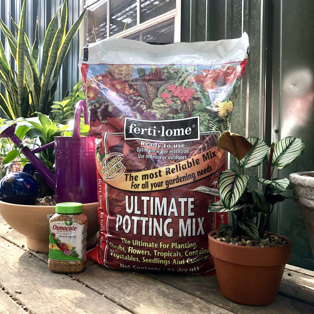 Potting up houseplants