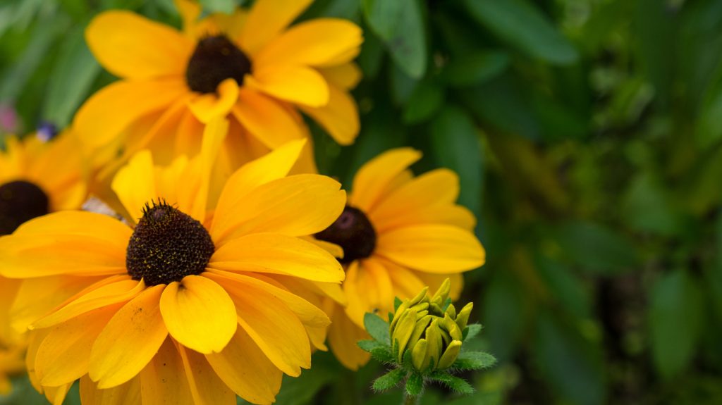 Rudbeckia Flowering