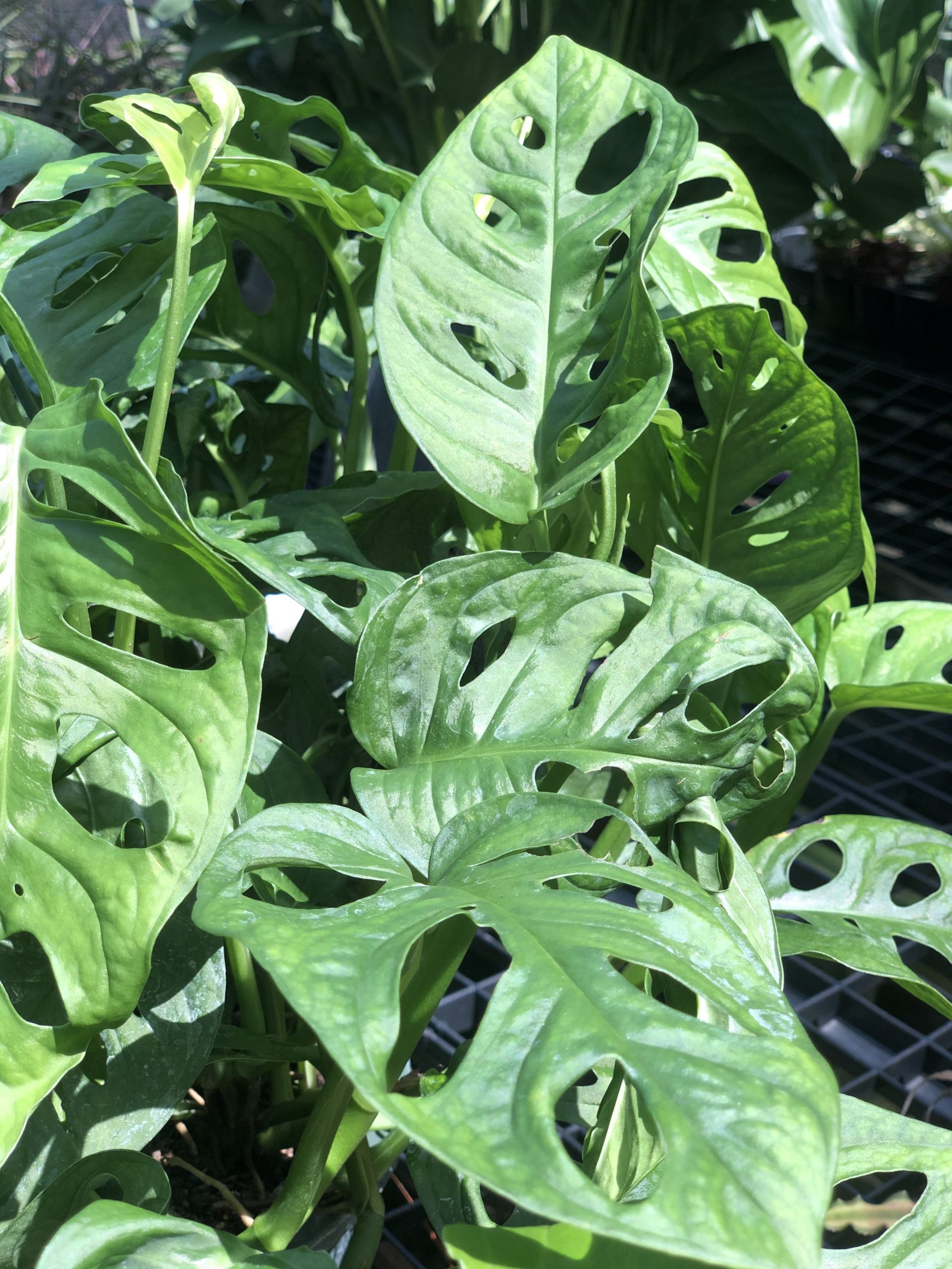 Philodendron Fun - Good Earth Garden Center