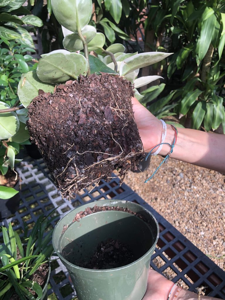 Potting up houseplants