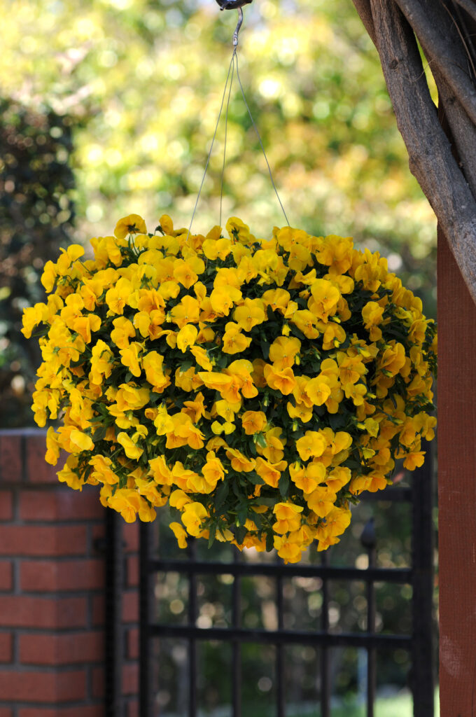 A hanging basket overflowing with bright yellow cool wave pansy flowers is suspended outdoors near a brick wall and metal gate, with greenery blurred in the background.