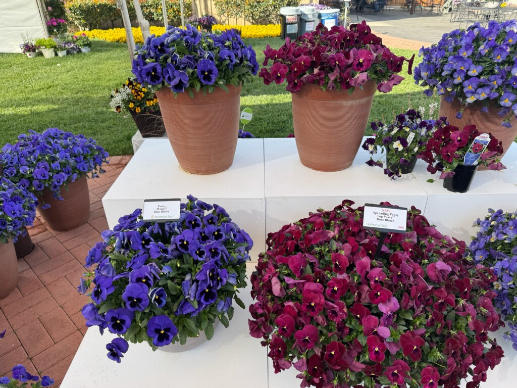 Potted cool wave pansy flowers in shades of purple and burgundy are displayed on white pedestals outdoors, with green grass and more colorful blooms visible in the background.