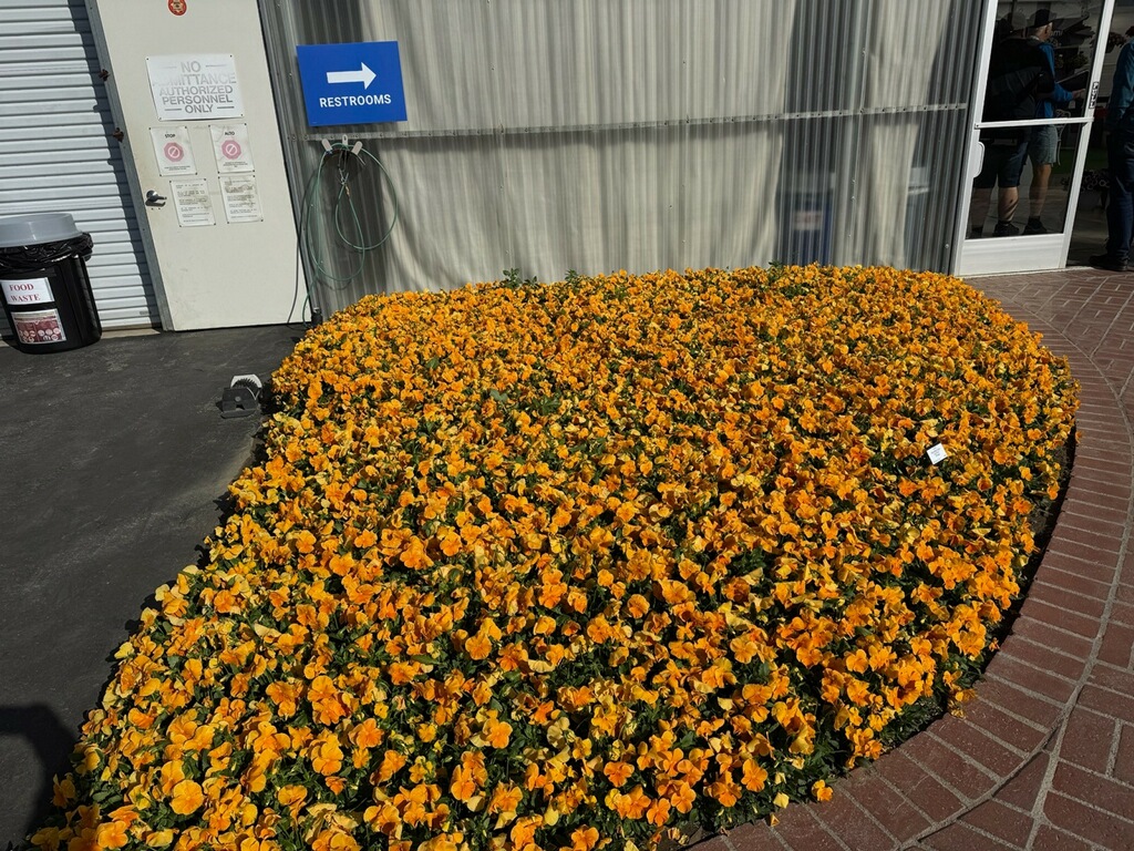 A large patch of bright orange cool wave pansy flowers is bordered by a curved brick path in front of a building. A blue sign on the wall points left, indicating the direction to the restrooms.