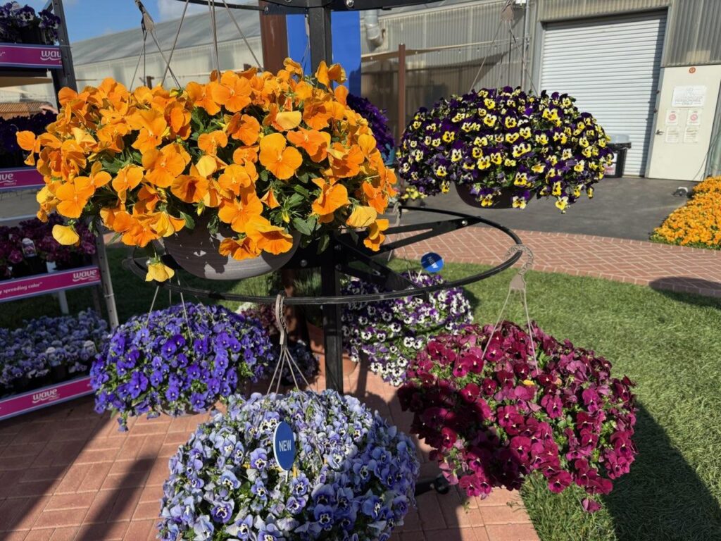 Colorful hanging baskets of Cool Wave pansies in orange, purple, and maroon are displayed outdoors on a metal stand, with a brick path and greenhouse visible in the background.