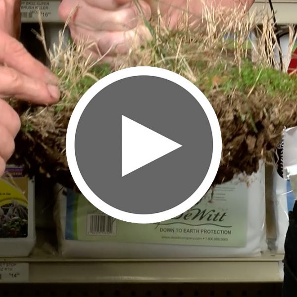 Thumbnail for video of Treating with Preemerge - The Good Earth Garden Center