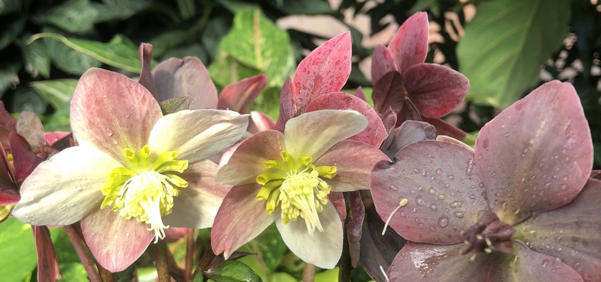 All About Hellebore; the Lenten Rose