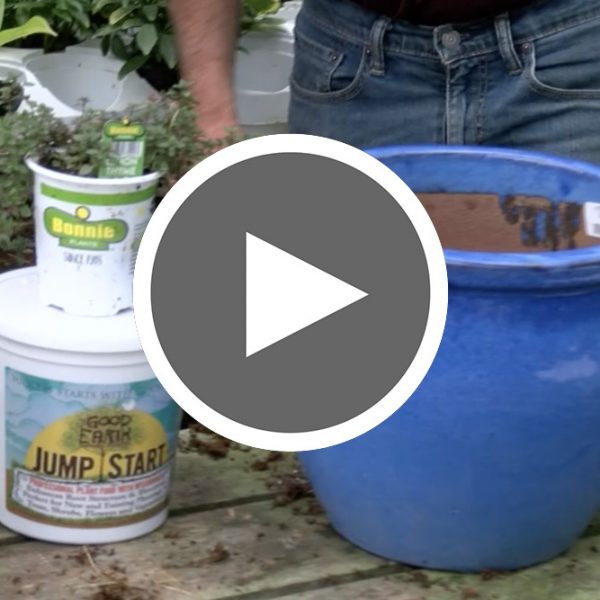 Herb Containers Gardening