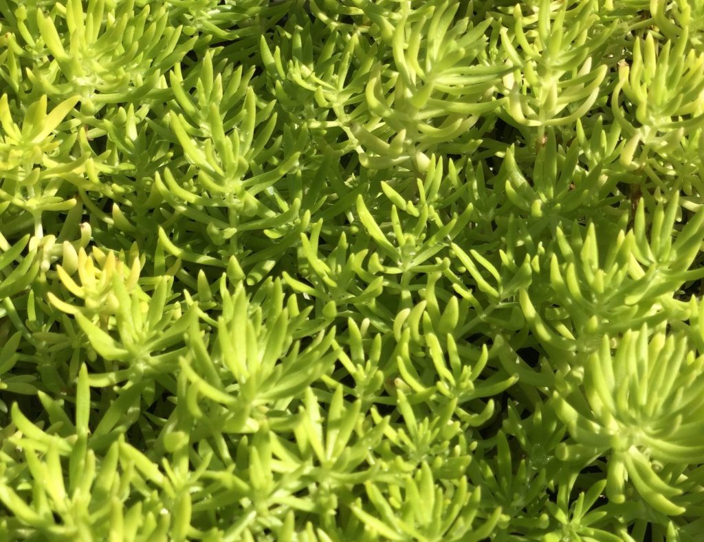 Lemon Ball Sedum