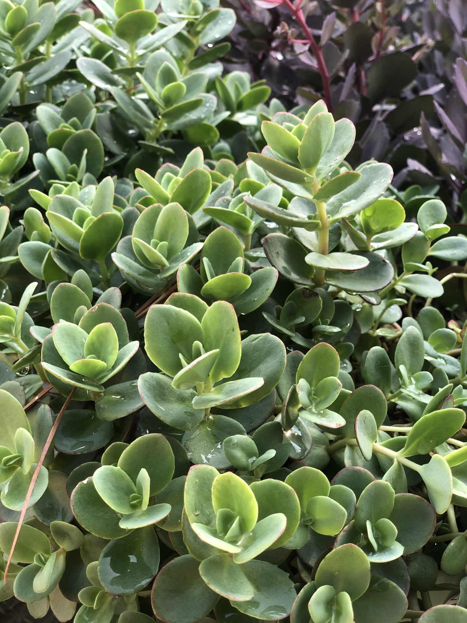 Tough Sun Loving Sedums Good Earth Garden Center