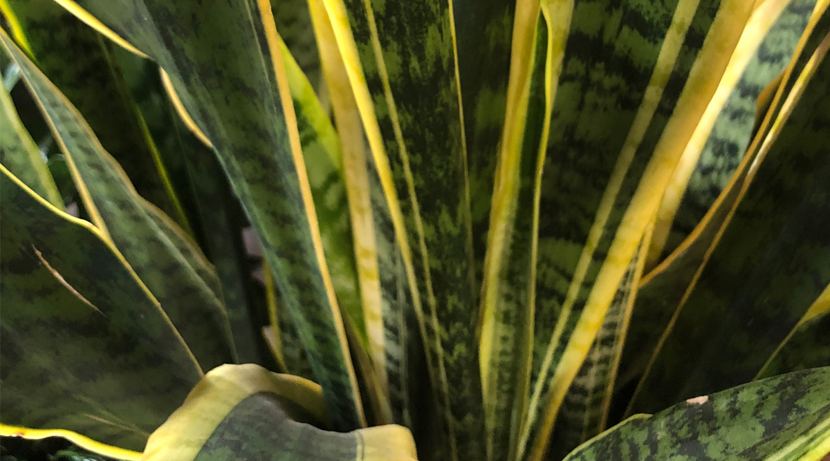 Faux Artificial Snake Plant in Pot Yellow Edged Leaf