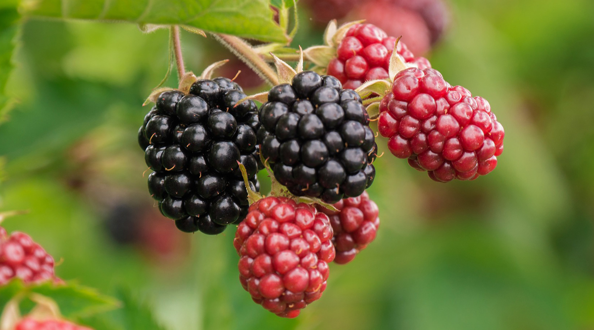 How to Grow Blackberries in Pots Easily at Home | Balcony Garden Web