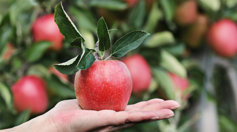 Fruit Trees in Arkansas - The Good Earth Garden Center