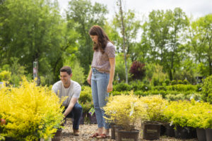 Boston Ivy - The Good Earth Garden Center