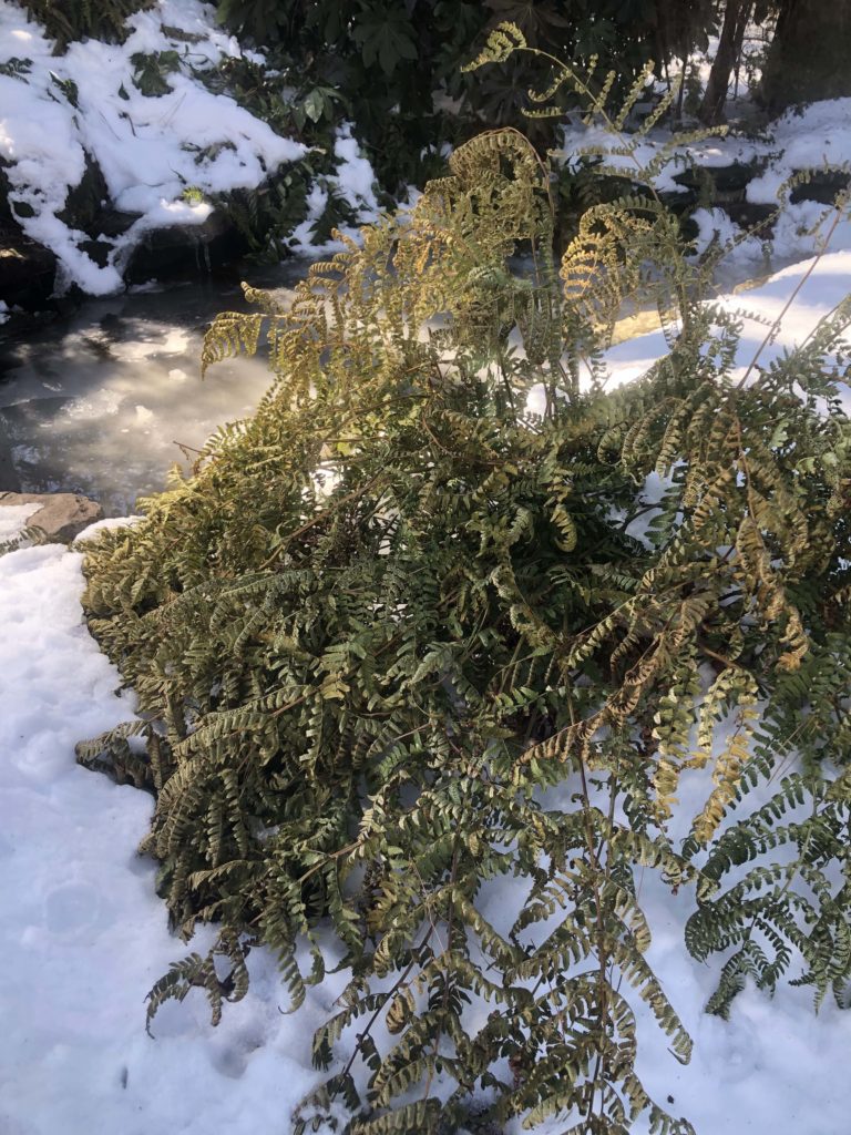 I just rescued this fern which has turned brown and the little needles are  so dry they are just falling right off. Anyone know why this is happening  or what I can