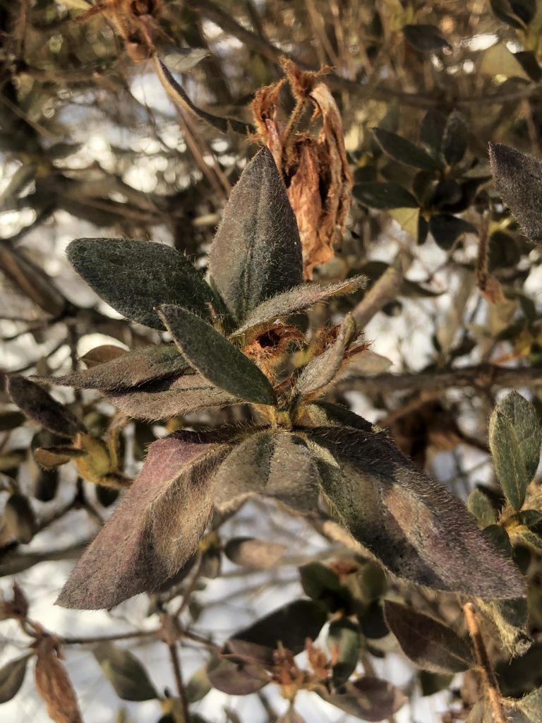 frost damage on plants