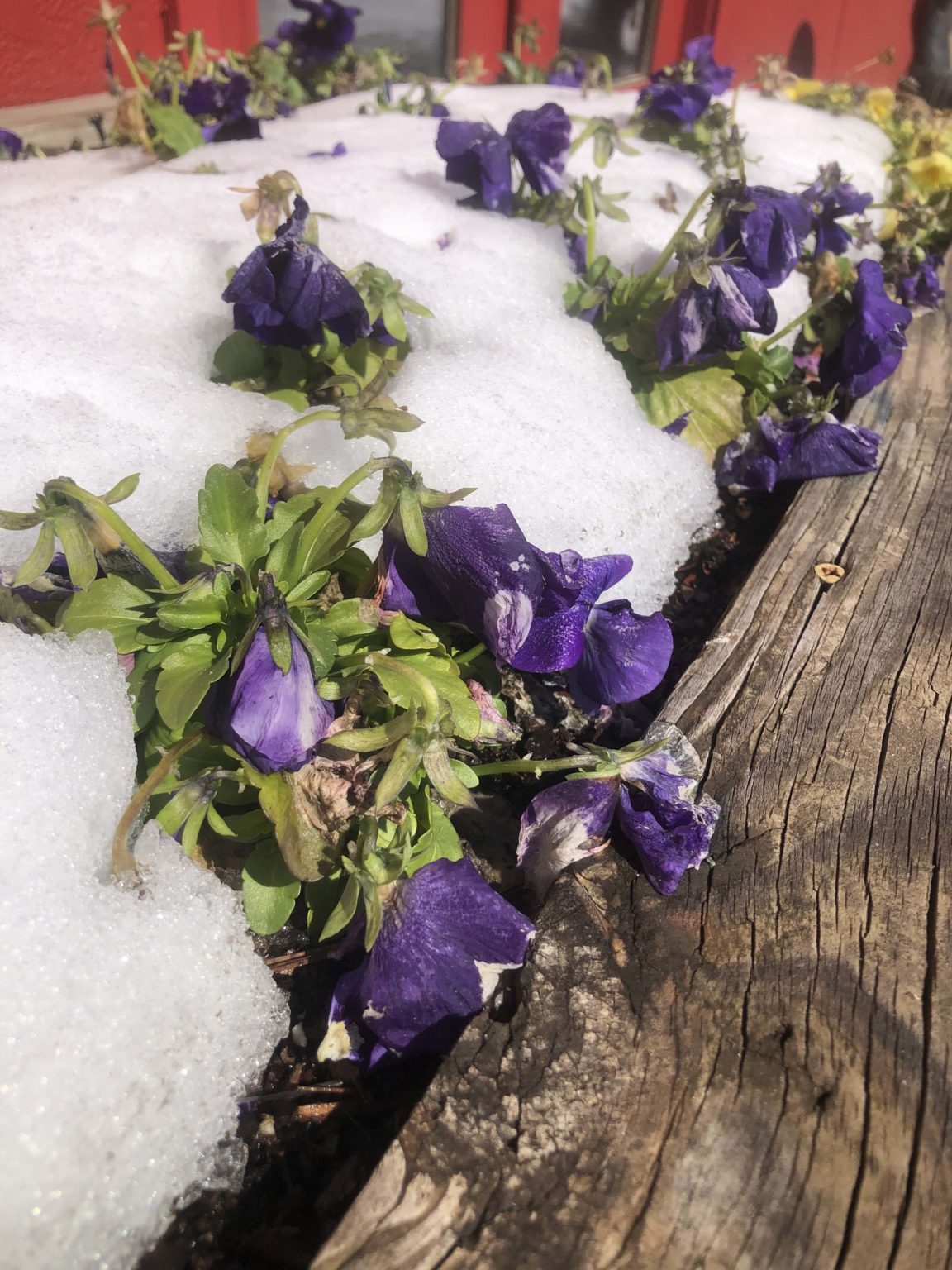 Plant Recovery After a Hard Freeze Good Earth Garden Center