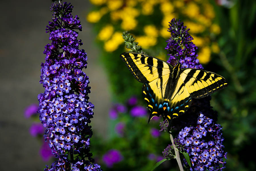 All About Butterfly Bush - The Good Earth Garden Center