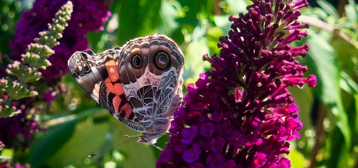 All About Butterfly Bush