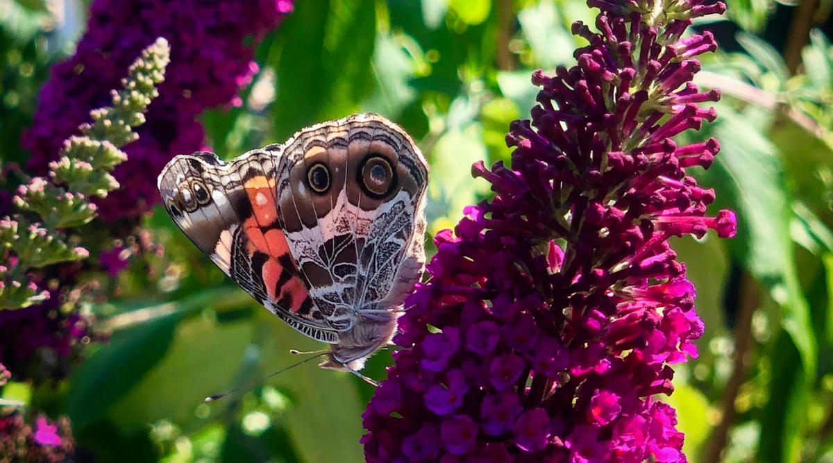 All About Butterfly Bush The Good Earth Garden Center