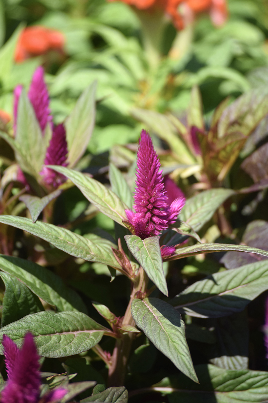 A vibrant purple celosia flower blooms among green leaves, with sunlight highlighting its feathery texture. Beyond the mum, other blurred flowers and foliage appear in the background.