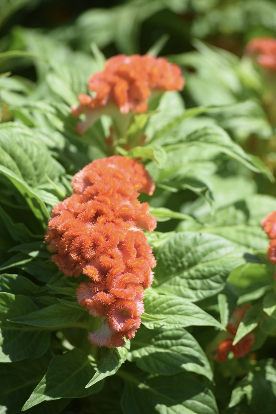 Bright orange cockscomb flower with velvety, wavy petals stands out among lush green leaves in sunlight, offering a striking beauty that goes beyond the mum.