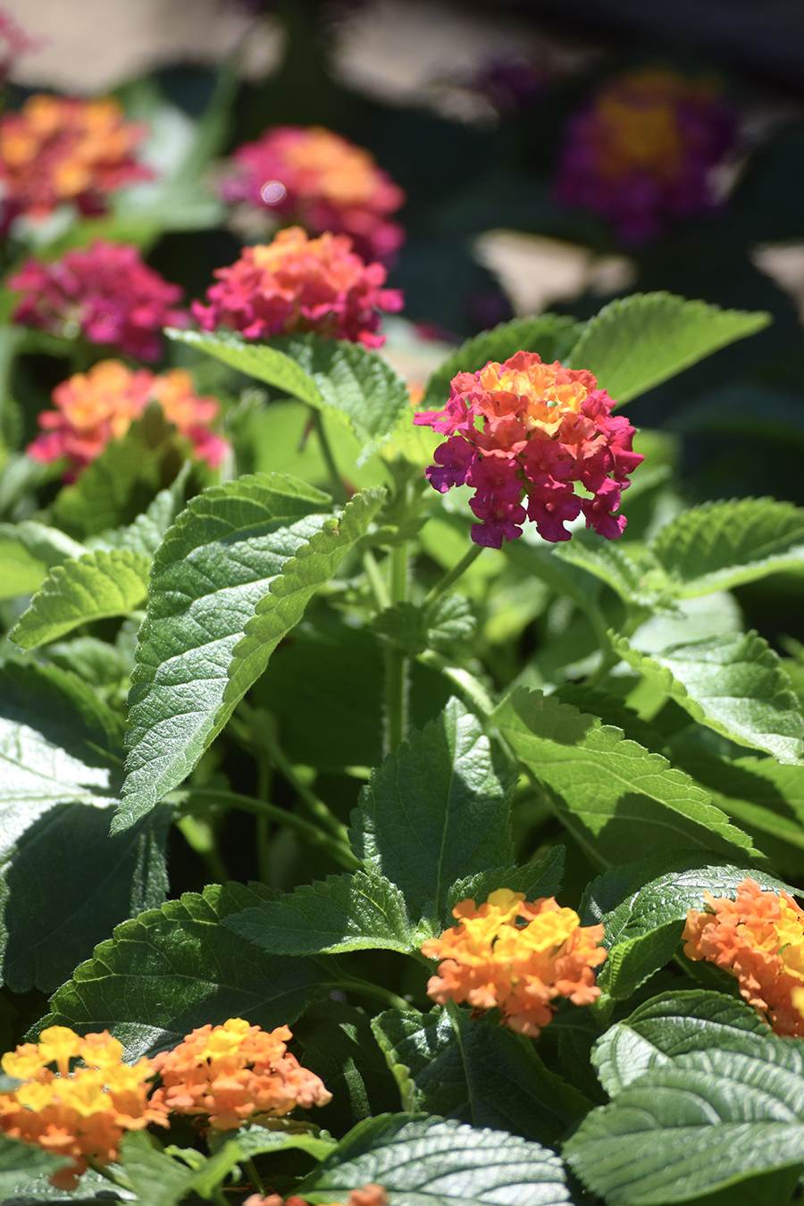 Clusters of colorful lantana flowers, featuring shades of orange, yellow, and magenta, bloom among vibrant green leaves in bright sunlight—offering a striking display that goes beyond the mum in any garden setting.