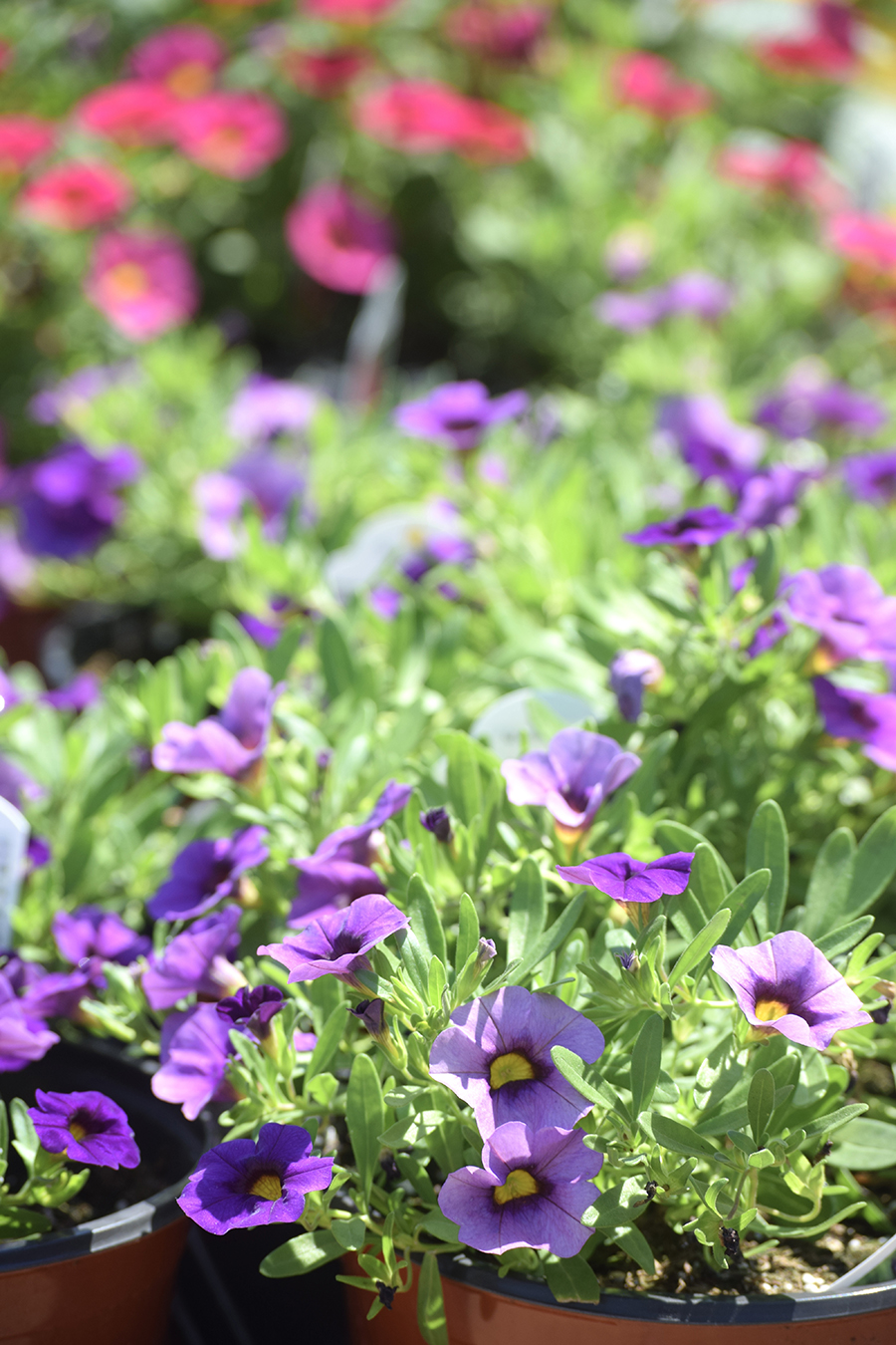 Purple and pink flowers in bloom sit in pots outdoors, surrounded by green leaves, with sunlight shining on them. Looking beyond the mum, the background shows more blurred flowers and greenery.