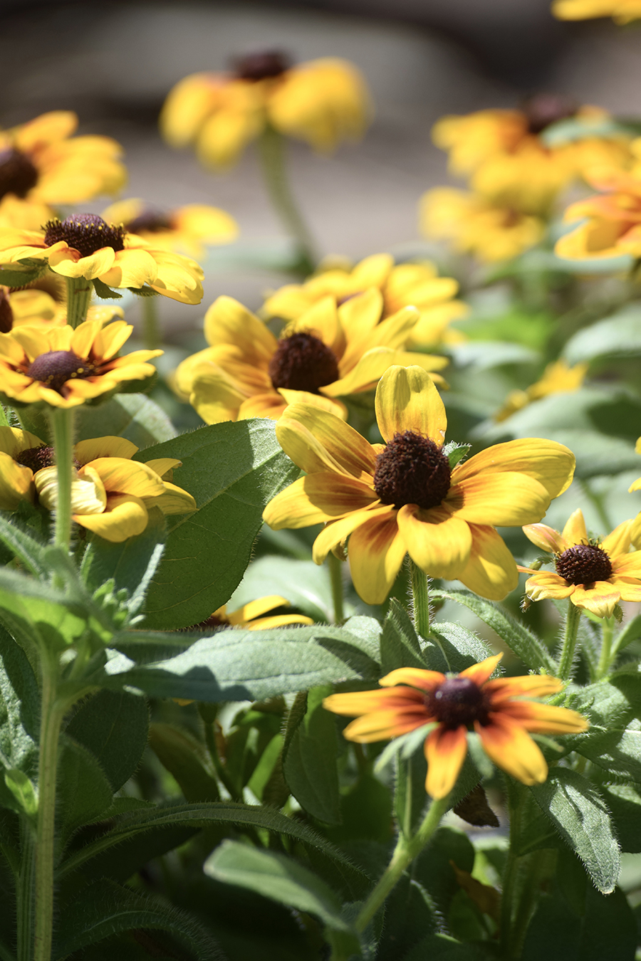 Close-up of several yellow Black-eyed Susan flowers with dark brown centers and green leaves, brightly lit by sunlight, showcasing a vibrant beauty that goes beyond the mum.