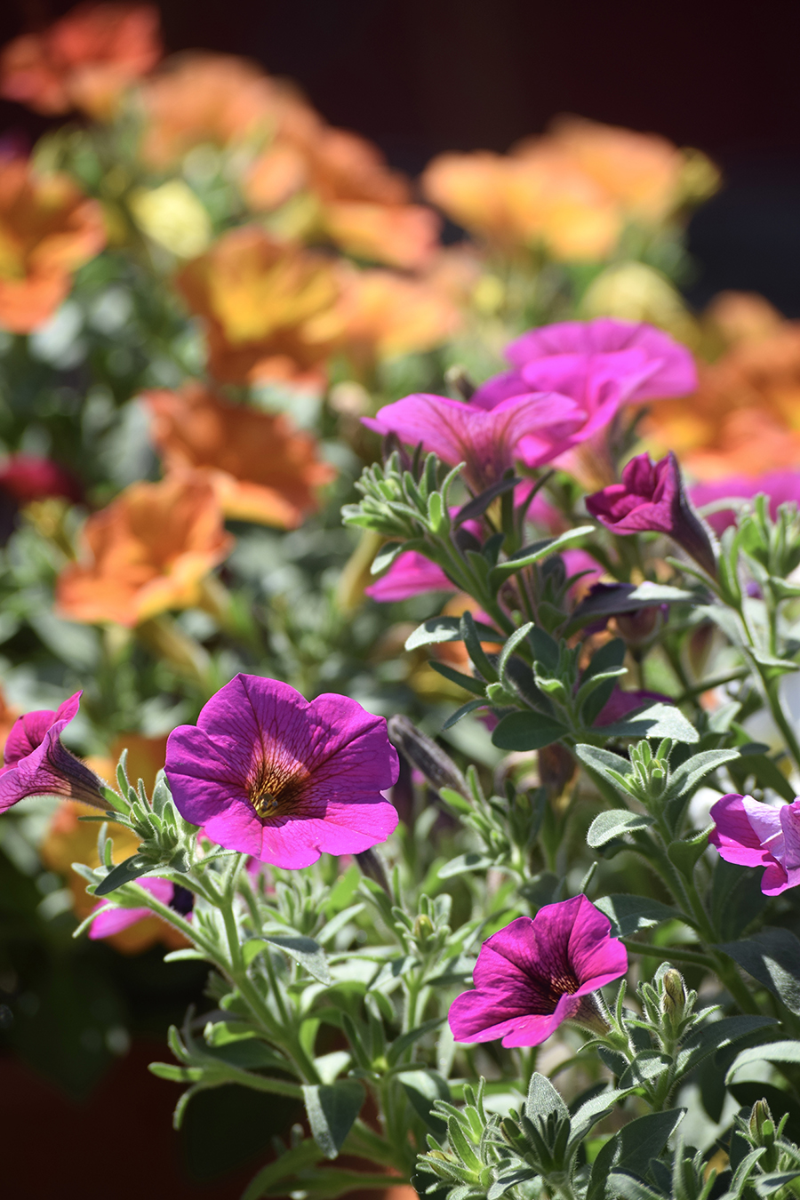 Bright purple petunias in the foreground with orange-yellow flowers blurred in the background, all bathed in sunlight, drawing the eye to the beauty just beyond the mum.