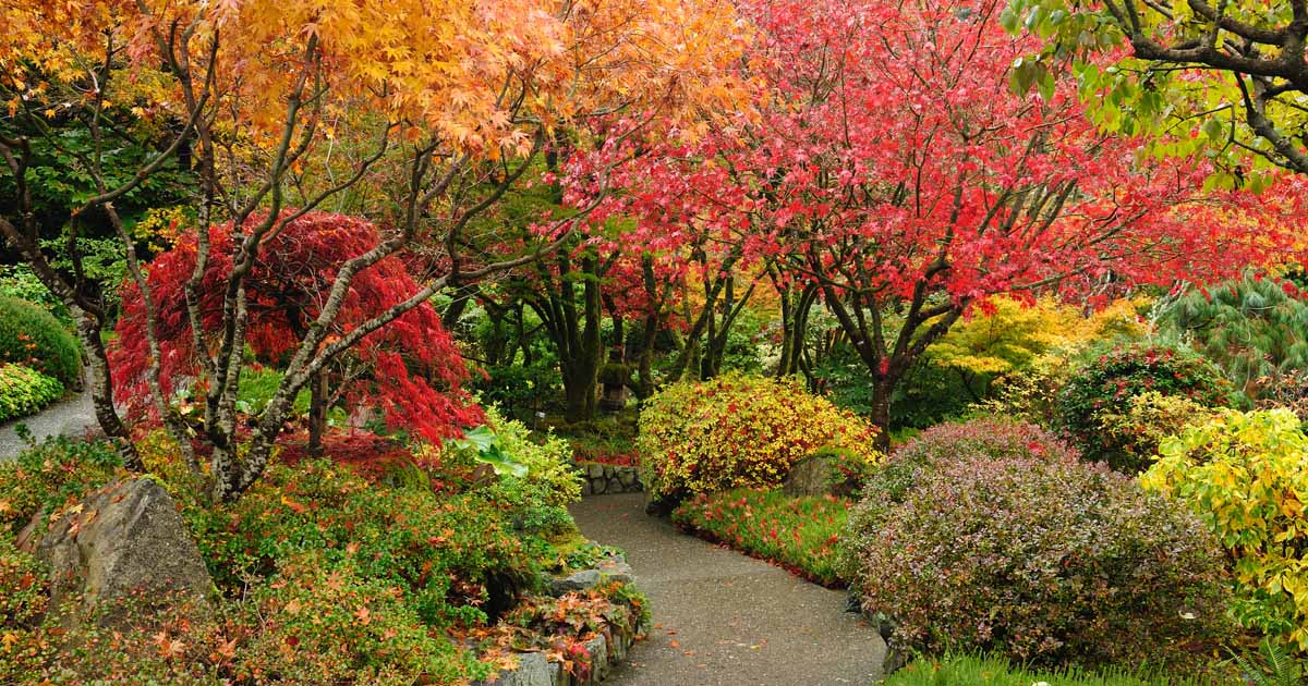 Planting Trees and Shrubs in the Fall - The Good Earth Garden Center