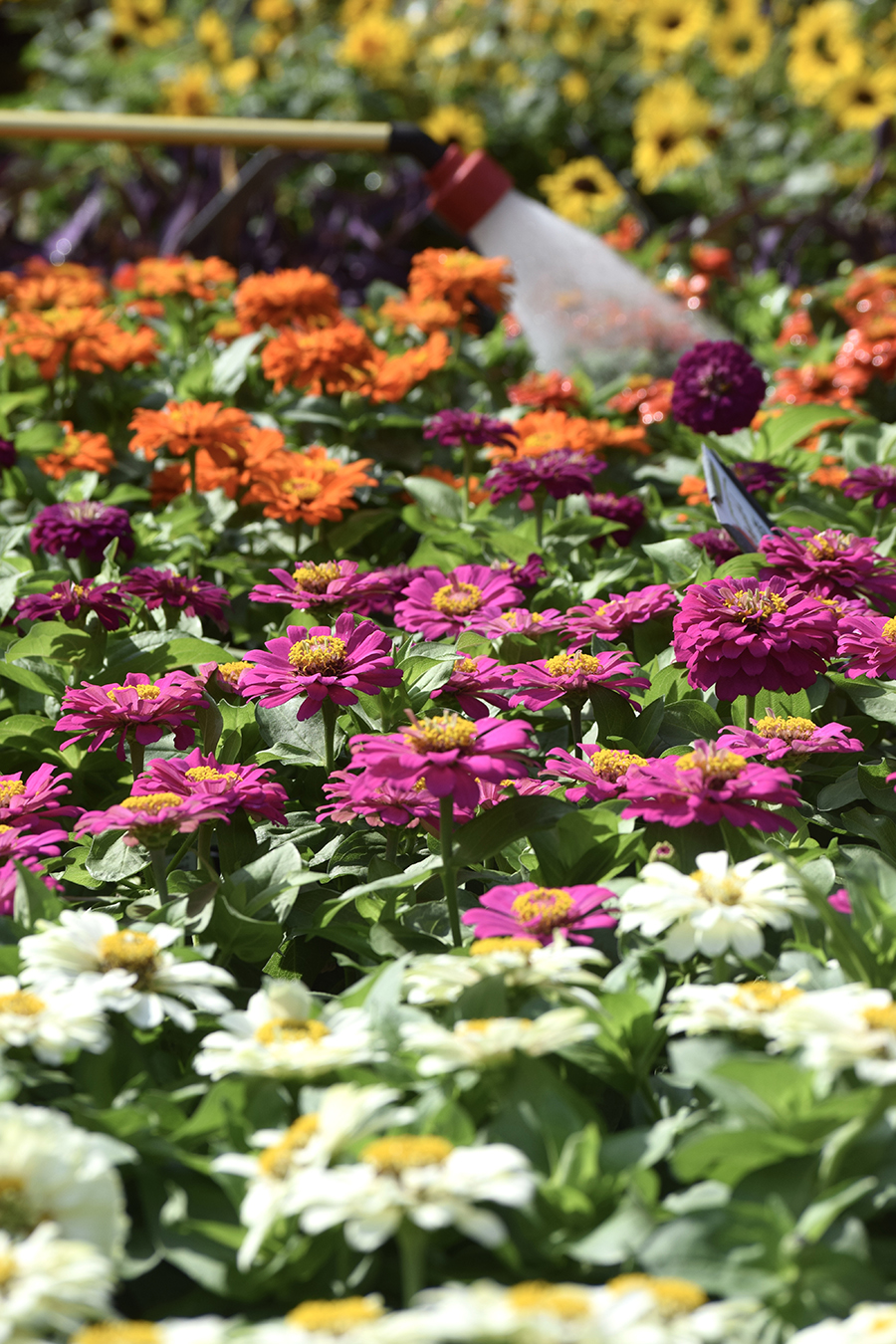 A garden with vibrant zinnias in pink, orange, and white blooms stretches beyond the mum, where a watering can showers the flowers and yellow blossoms are seen in the blurred background.