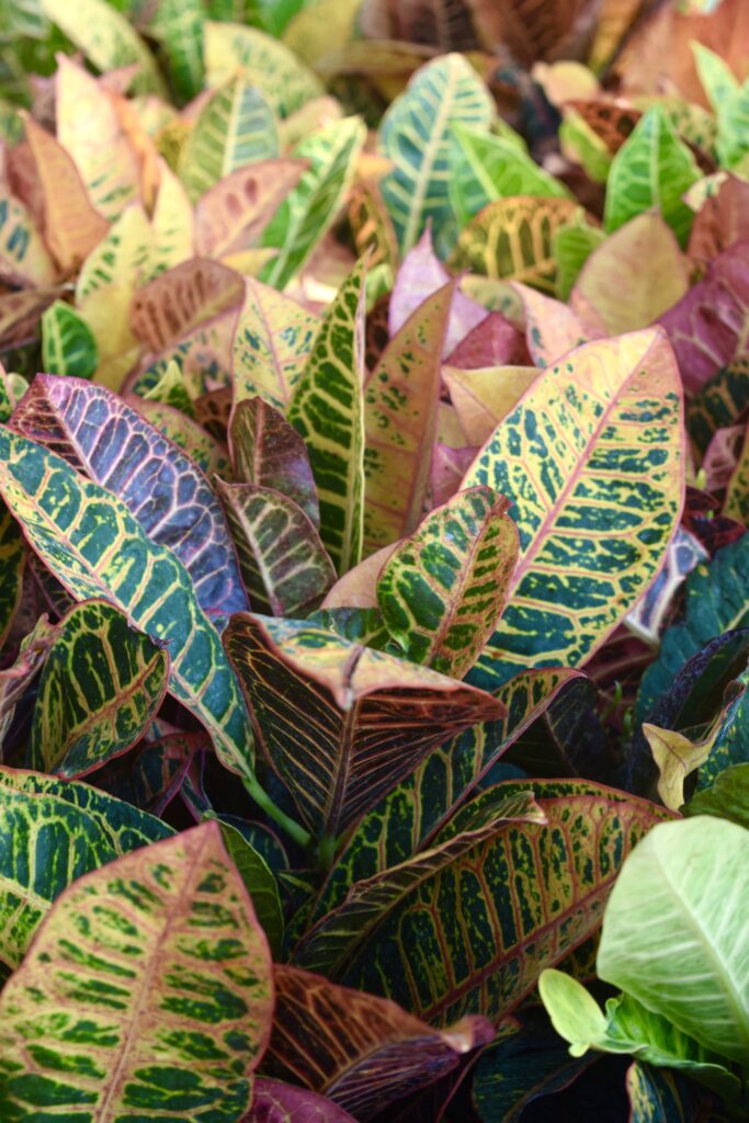 Colorful croton leaves in shades of green, yellow, orange, and red, with prominent veins and patterns, densely packed together—these vibrant foliage choices take your garden beyond the mum for a truly striking display.