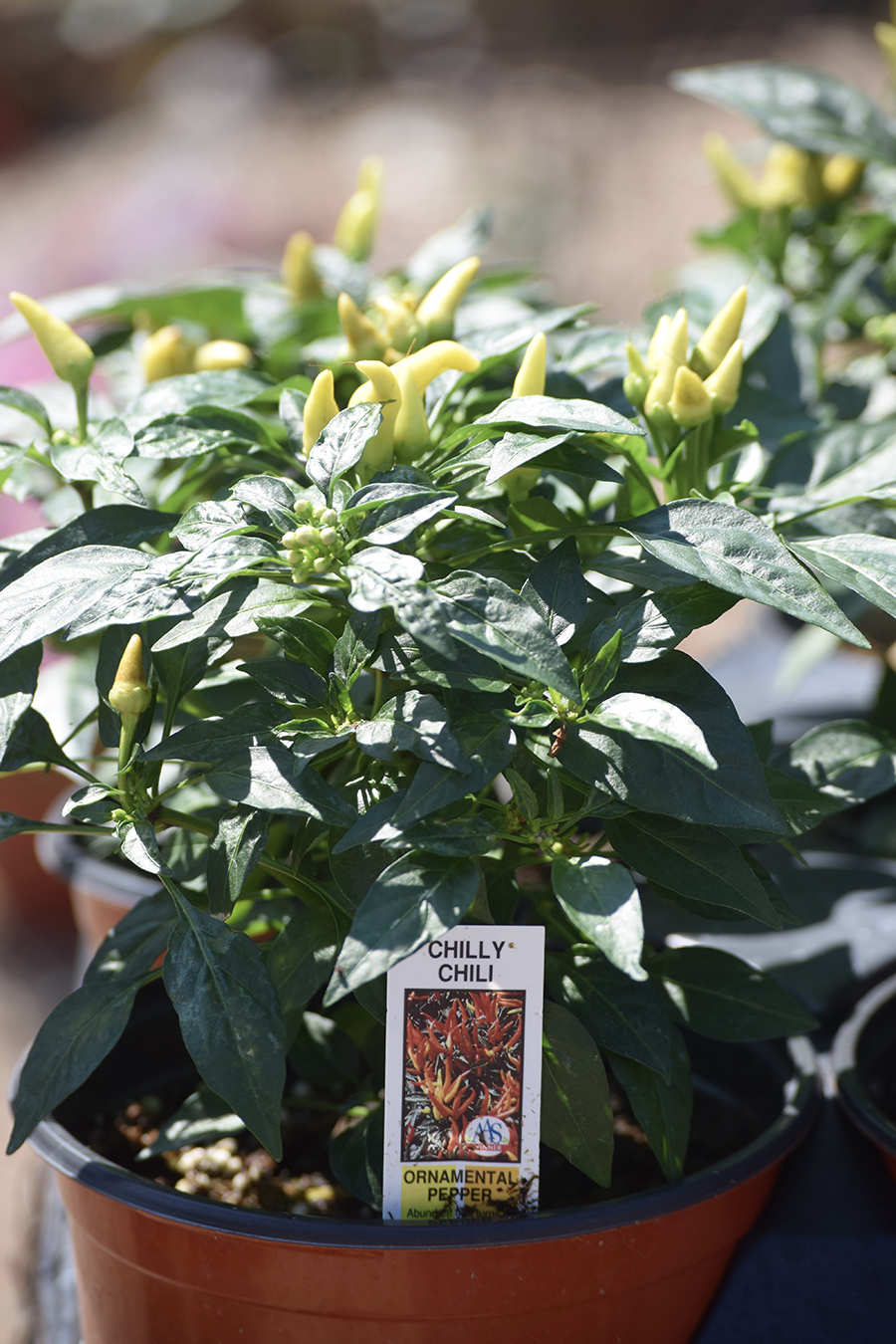 A potted ornamental pepper plant with glossy green leaves and small yellow chili peppers sits beyond the mum, its vibrant hues adding extra charm. A plant label reading Chilly Chili is visible in the soil.