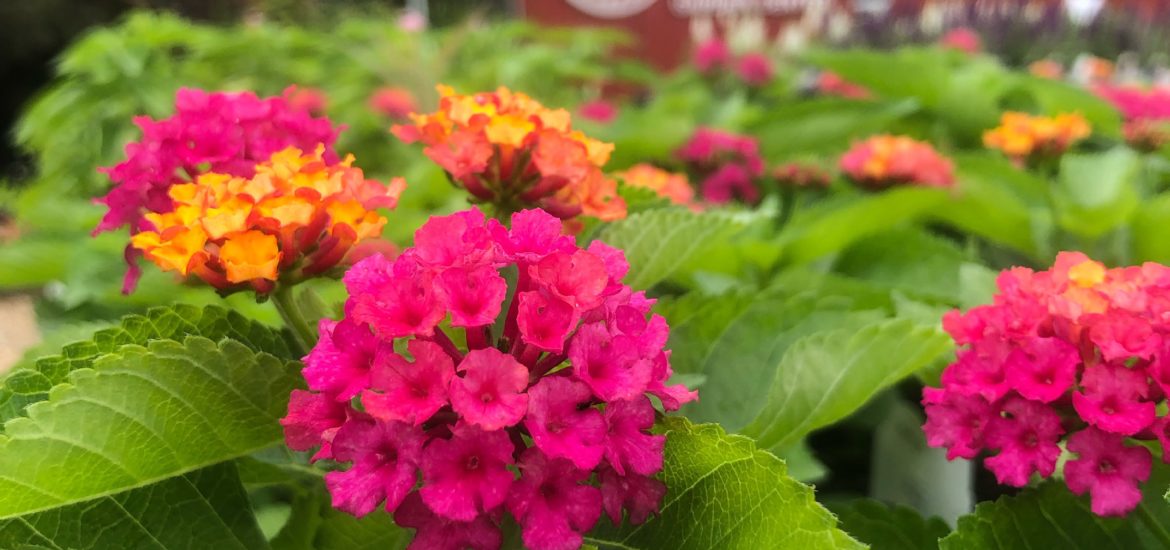 Deer Resistant Annuals & Perennials for Arkansas