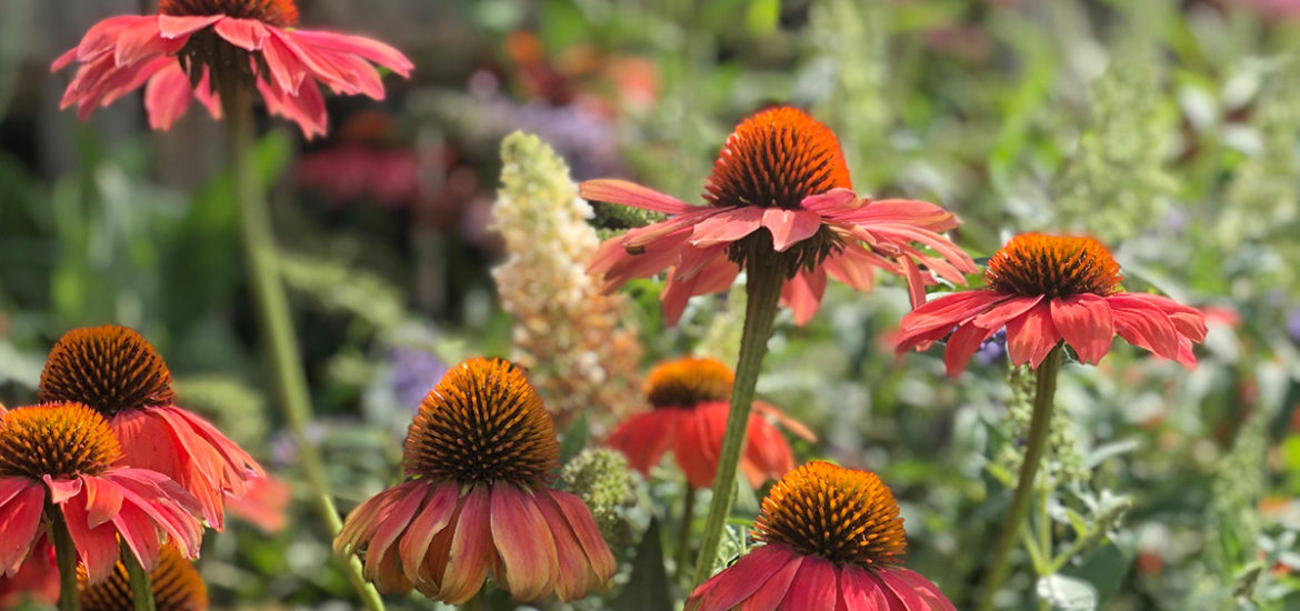 Top 5 Reasons to Plant Perennials This Spring!
