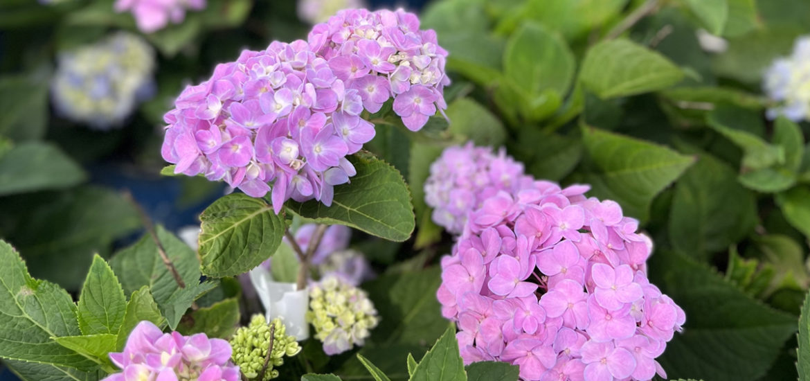All About Hydrangeas!