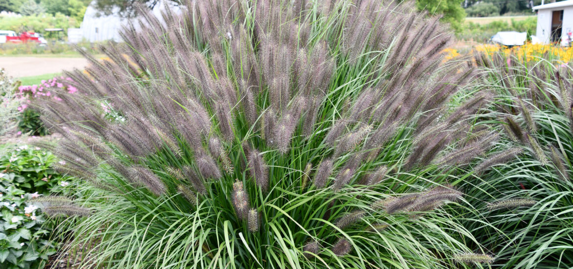 All About ‘Red Rocket’ Pennisetum