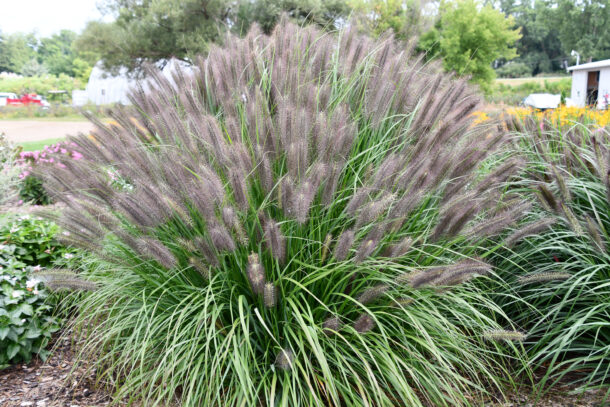 All About 'Red Rocket' Pennisetum - Good Earth Garden Center