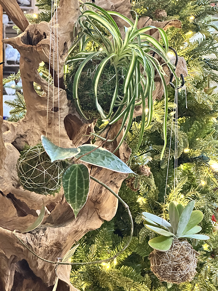 Kokedama, Fresh Green