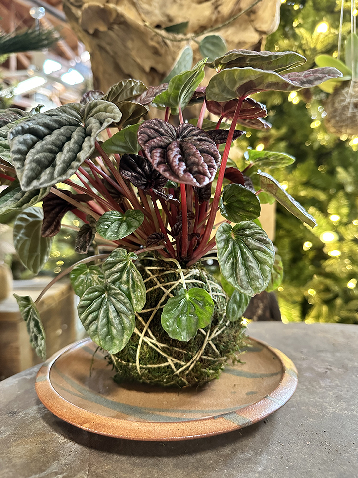 Small Kokedama  Made to Order in Nashville, TN - Cotton & Moss