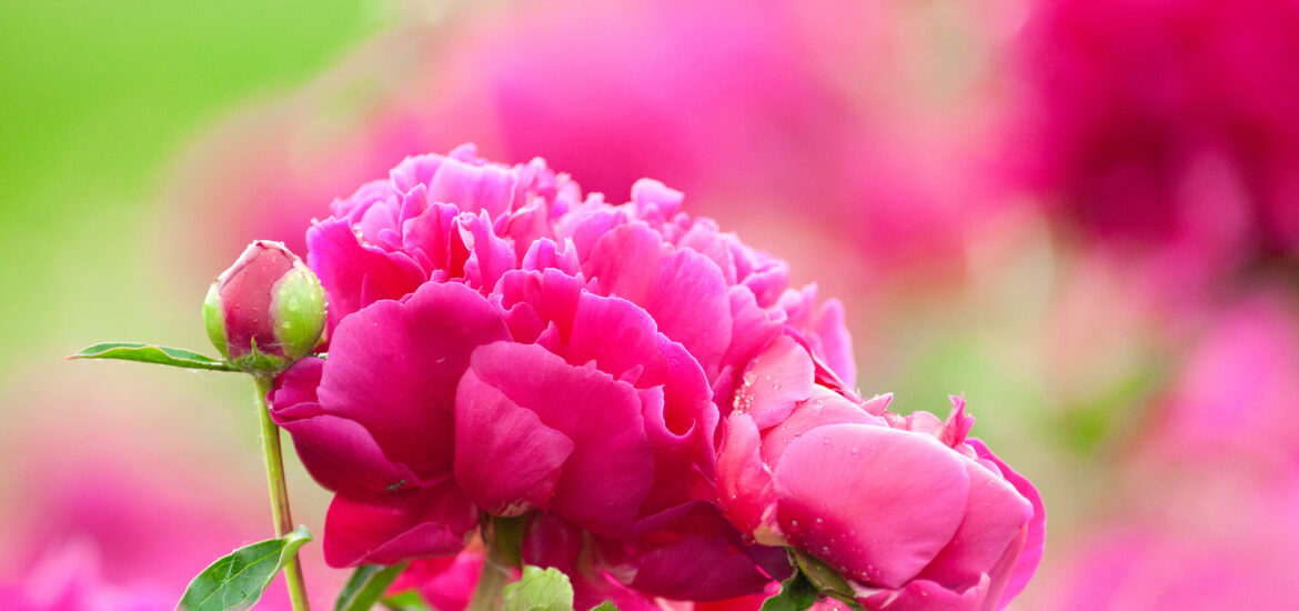 Captivated by Peonies
