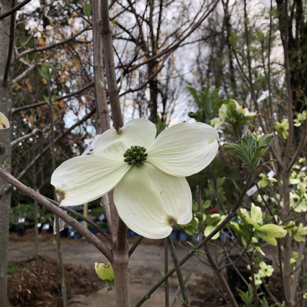 white flowering trees